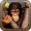 Cute Monkey Live Wallpaper