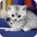 3D Super Cute Little Cat