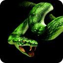 Snake Attack Live Wallpaper