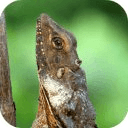 Frilled Dragon Running Story