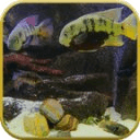 Fish Tank Live Wallpaper