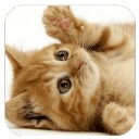 Cute kitten HD