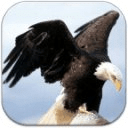 Eagle Wallpapers HD