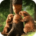 Forest Animals Beaver LiveWP