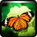 Butterfly Puzzle Games