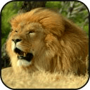 lion lite escape