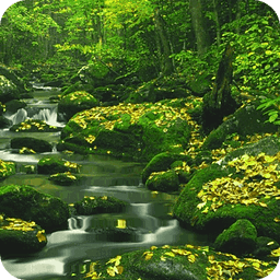 Forest Waterfall