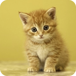 Cute Animal Wallpaper 1