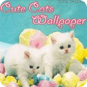 HD Cats Wallpaper