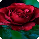 Rose Shower Live Wallpaper