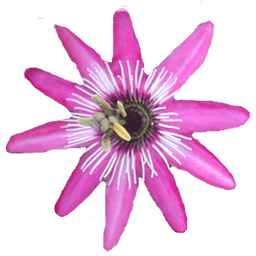 Passion Flower Live Wallpaper