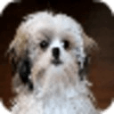 The Talking Shih Tzu Dog Games