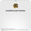 Medicinal Herbs