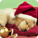 Christmas Dogs wallpaper