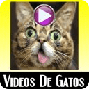 Videos de Gatos