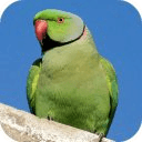 Annoying Talking Parakeet