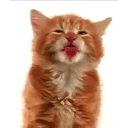 Cat Lick Screen Live wallpaper