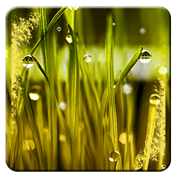 Rain n Grass Wallpaper App