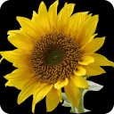 Sunflowers HD Live Wallpaper