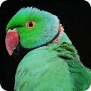 Talking Rose Ringed Parakeet