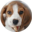 Beagle Wallpapers HD