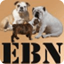 English Bulldog News Forums