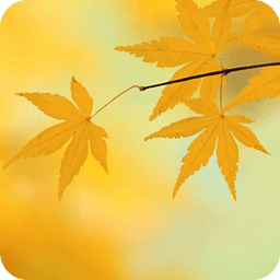 Fallen Leaves Live Wallpaper