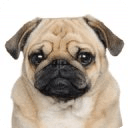 Pug Breed Collection