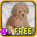 3D Mini Poodle Slots - Free