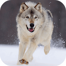 Arctic Wolf Live Wallpaper