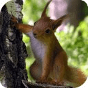 Squirrel Live Wallpaper