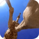 Giraffe Hidden Capture Live WP