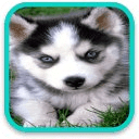 Cute Puppy Husky Puzzle