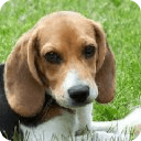 3D Beagle Slots - Free