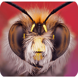 Bug Bees Live Wallpaper