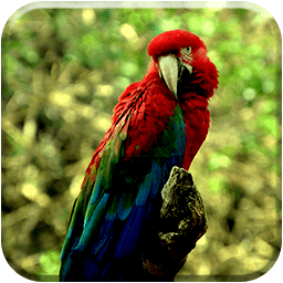 Parrot Live Wallpaper