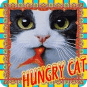 Cute hungry cat