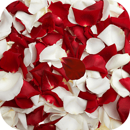 Rose petals Live Wallpaper