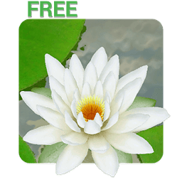 3D Lotus Live Wallpaper Free