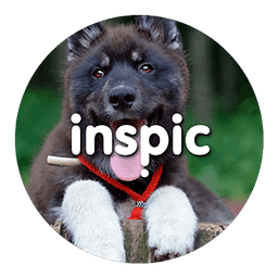 Inspic Puppies Wallpapers HD