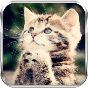 Kitties Cute animals HD LWP