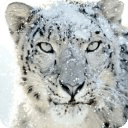 Snow Leopard