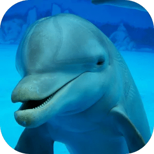 Jigsaw Puzzle - Dolphins