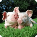 Pigs jigsaw puzzles