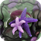 Starfish Jigsaw Puzzle