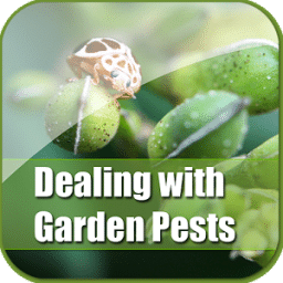 Dealing with Garden Pests