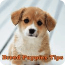 Breed Puppies Tips