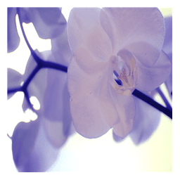 Orchid Bubbles Pro