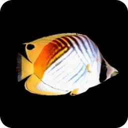 Butterflyfish2