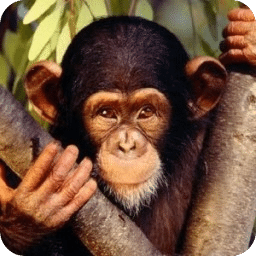 Chimpanzee